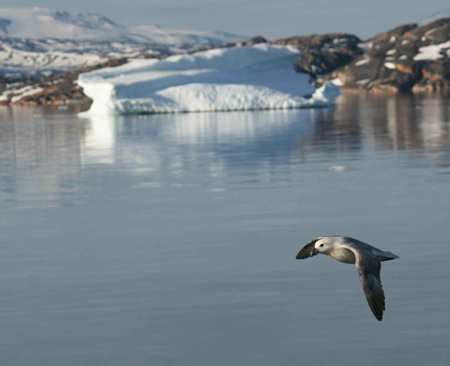 Atlantic Fulmar Atlantic Fulmar